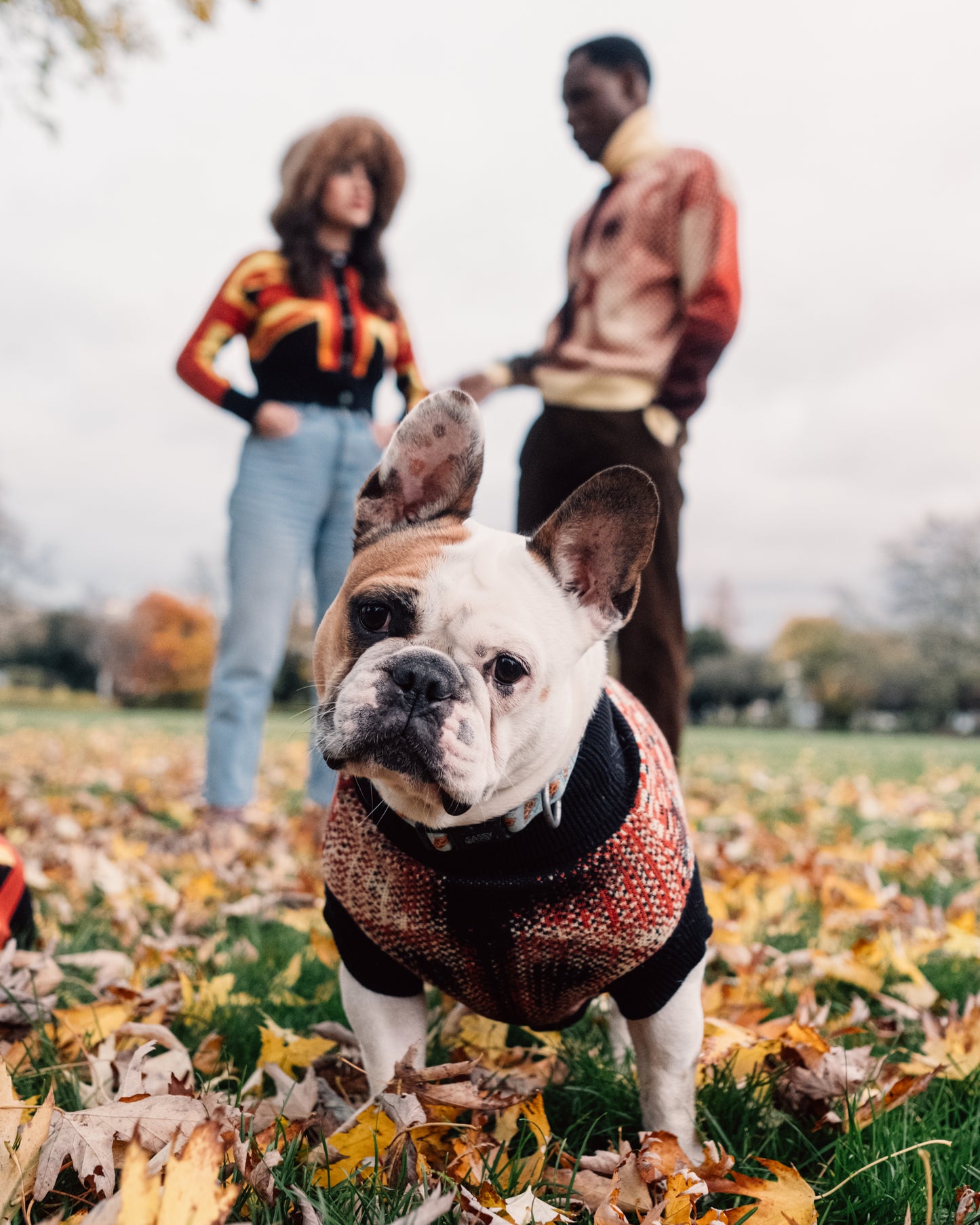 Curve-Enhancing Dog Sweater
