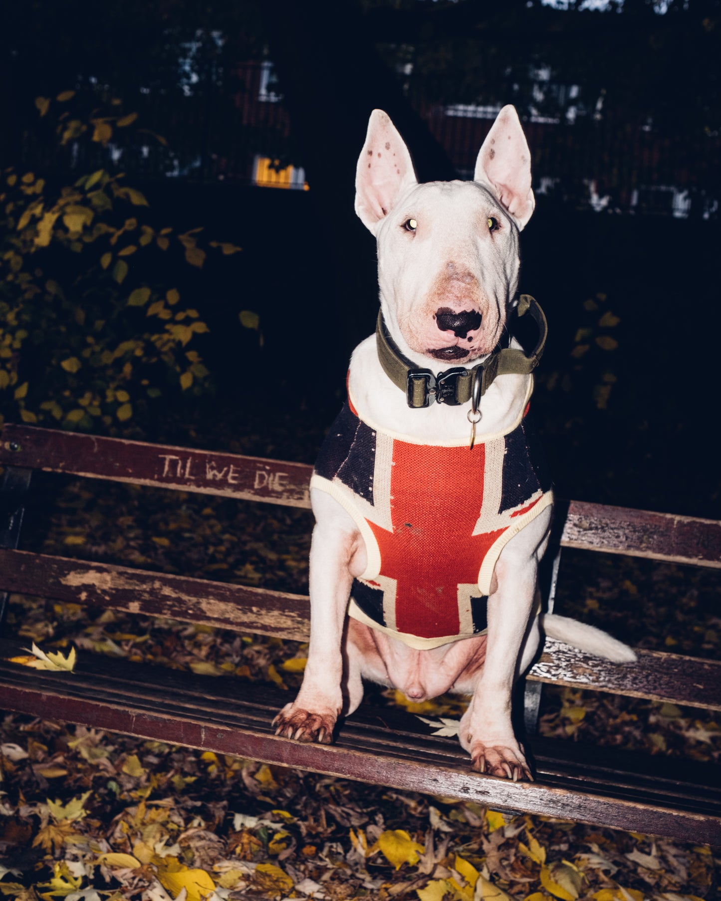 Distressed Union-Jack Dog Hoodie